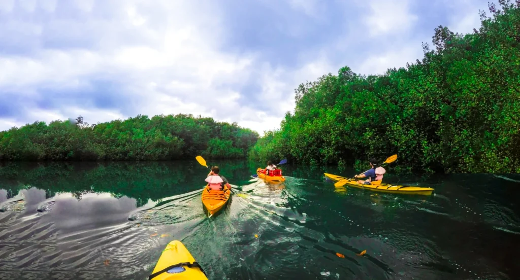 kayaking mangroves Costa Rica