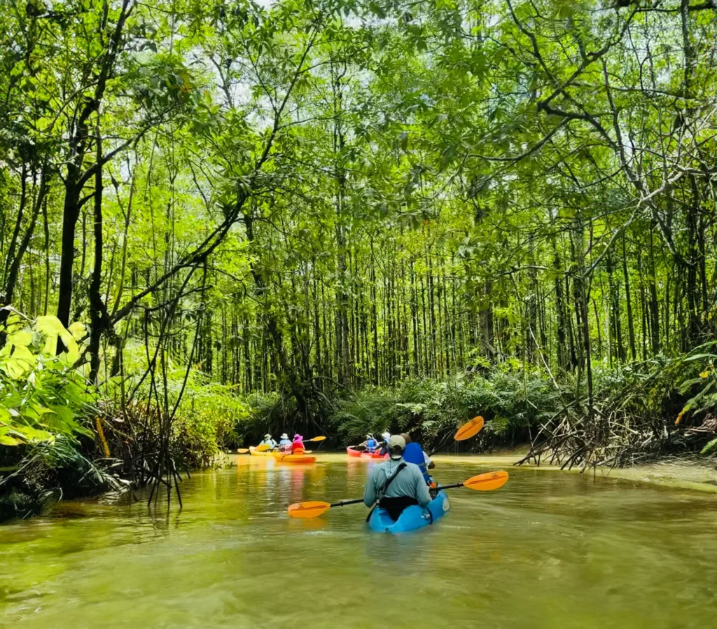 Group of people in colorful kayaks - Kontiki Small Ship Expedition Group of people in colorful kayaks paddling through a mangrove-lined river.
